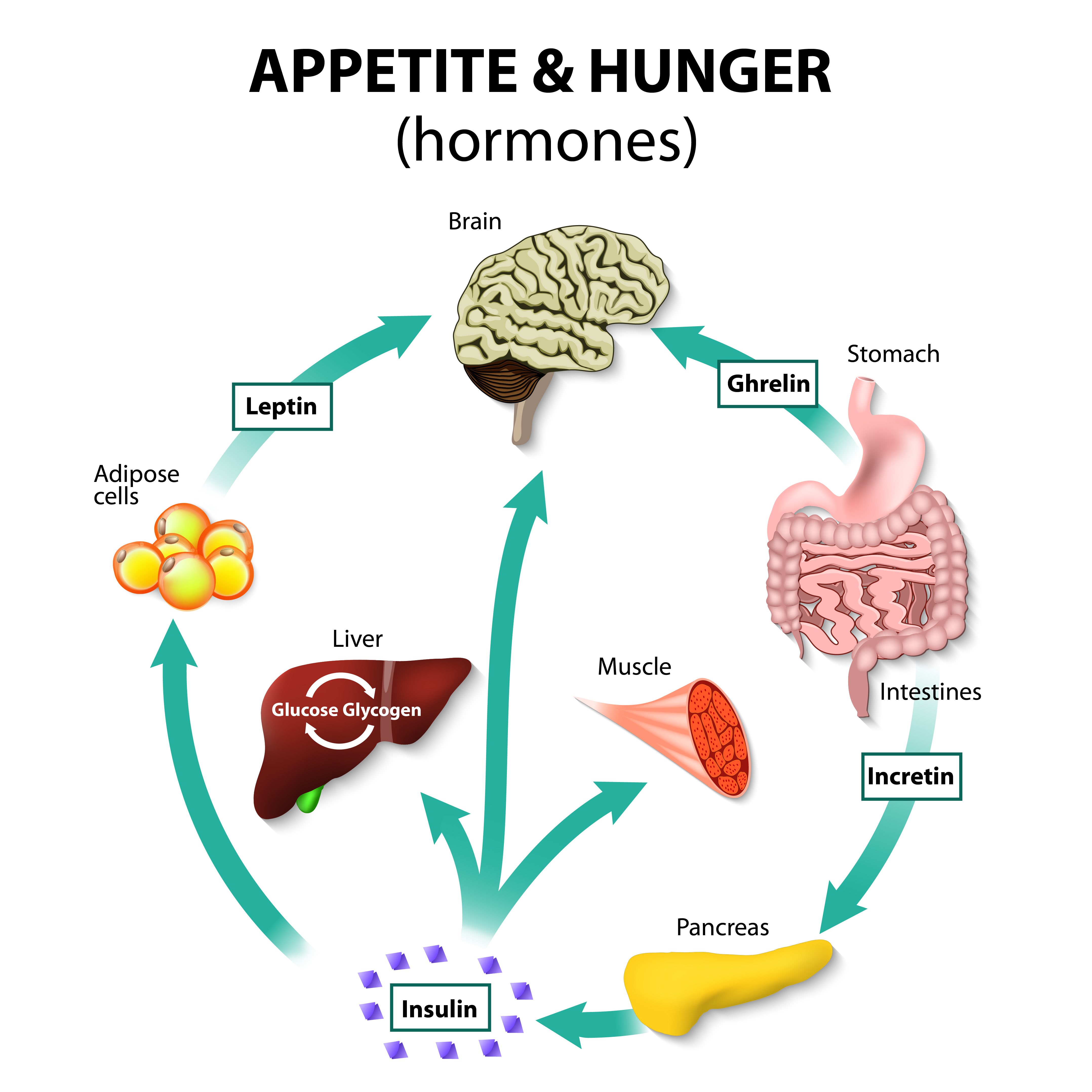 Illustration of metabolic hormones